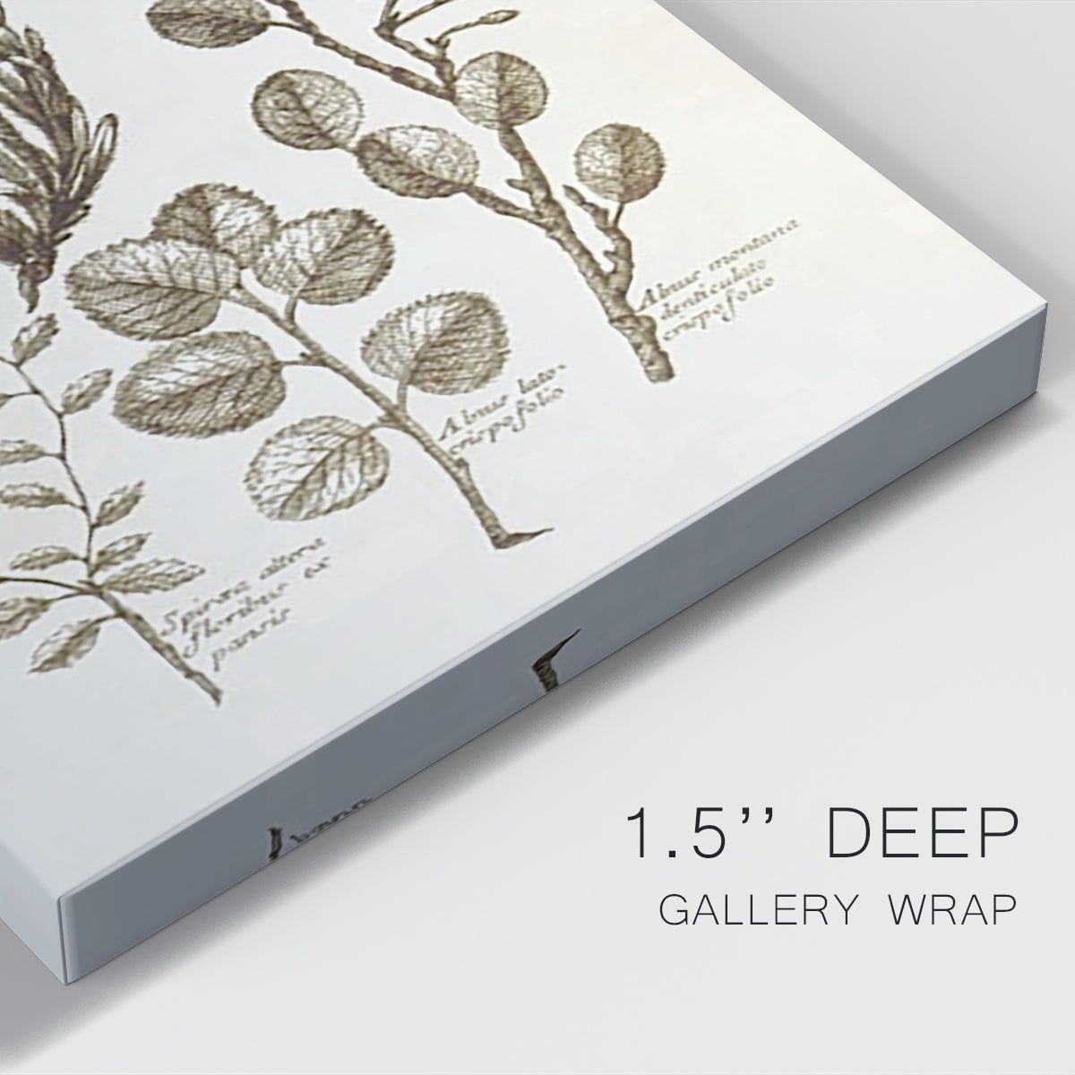 Sepia Botanical Journal VIII Premium Gallery Wrapped Canvas - Ready to Hang