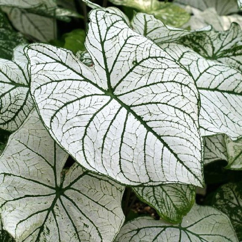Caladium Bulbs White Christmas 6 Bulbs Green Flower Bulbs, Bulb