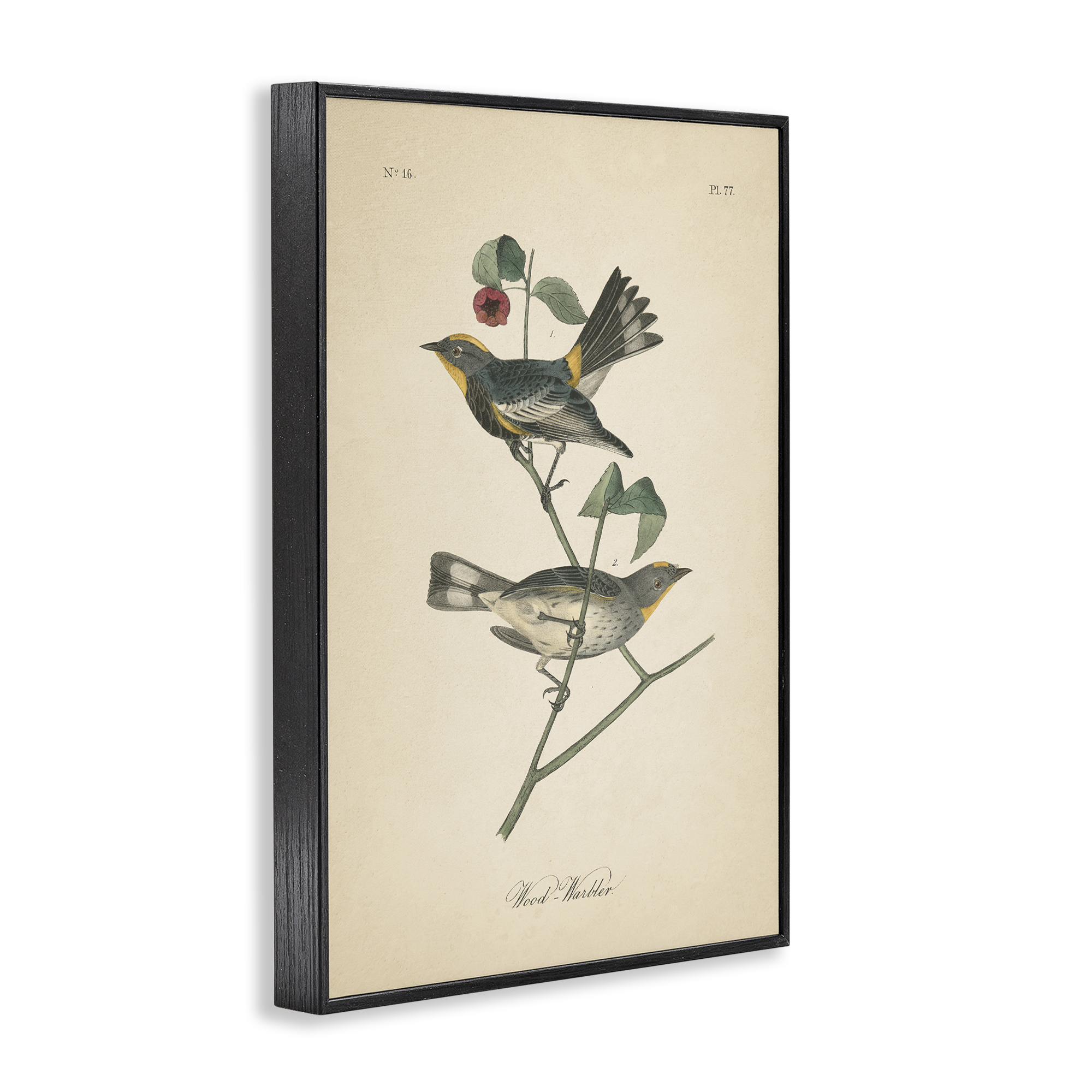 Stupell Industries Vintage Warbler Page Animals & Insects Painting Black Framed Art Print Wall Art, 16 x 24