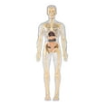 thumbnail image 3 of kusrkot Human Body Model Learning Toy Display Body Organ Parts for Classroom Teacher Transparent, 3 of 9