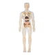 thumbnail image 3 of Kits de aprendizaje de modelos de cuerpo humano, modelos de anatomía interactivos, aprendizaje Totalmente transparente, 3 of 9