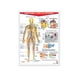 thumbnail image 1 of POSTER SISTEMA CIRCULATORIO Educatodo B-0001-I, 1 of 2