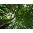 thumbnail image 2 of Bamboo Forest Wall Mural by Wallmonkeys Peel and Stick Graphic (36 in W x 27 in H) WM344142, 2 of 4