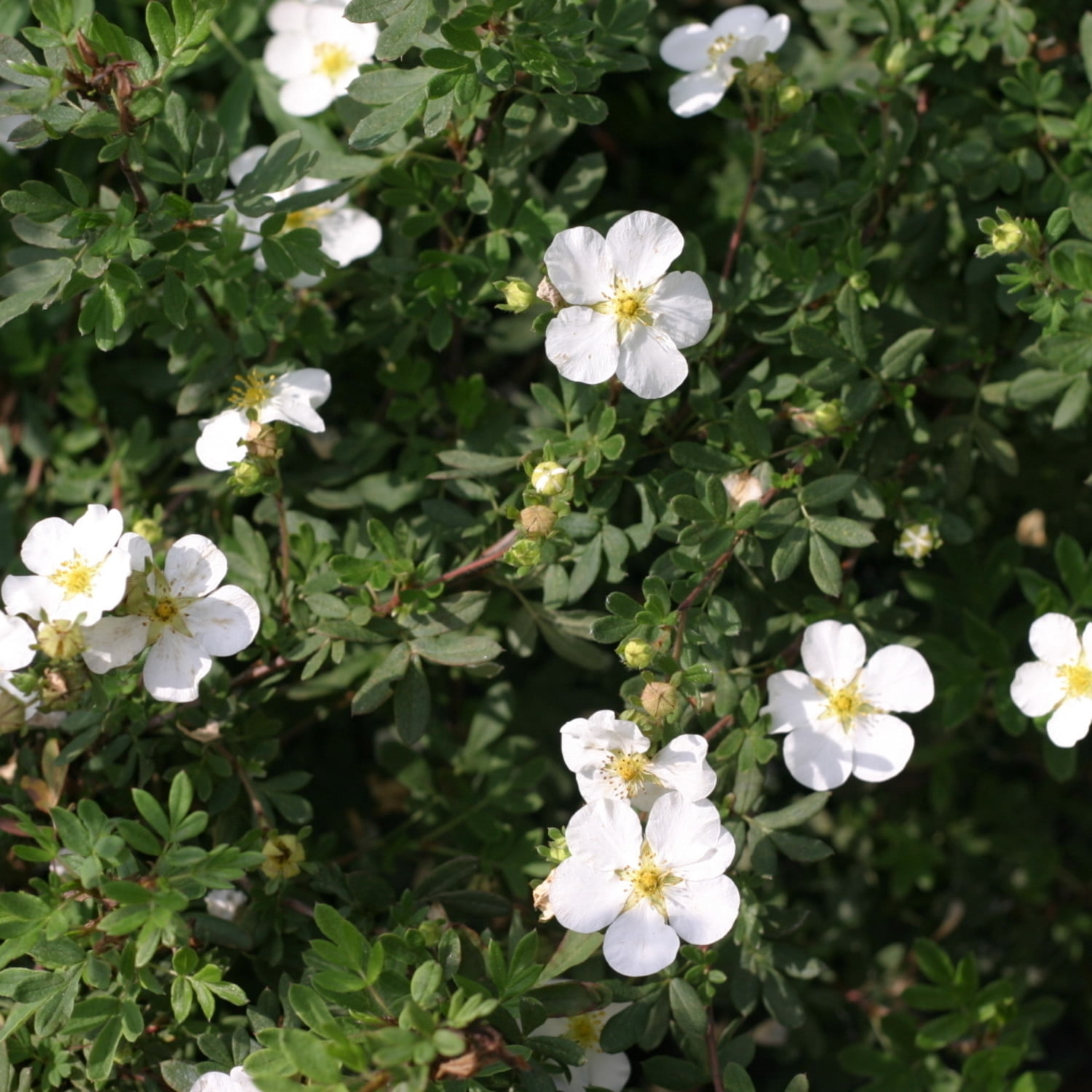 Proven Winners ColorChoice 5" Happy Face White Potentilla Live Plant in 4.5" Pot (4 Count)