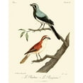 thumbnail image 2 of de Langlois 20x24 White Modern Wood Framed Museum Art Print Titled - Vintage French Birds II, 2 of 4