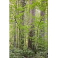 thumbnail image 2 of Paulson, Don 23x32 Gold Ornate Wood Framed with Double Matting Museum Art Print Titled - WA Forest in Battle Ground Lake SP, 2 of 4