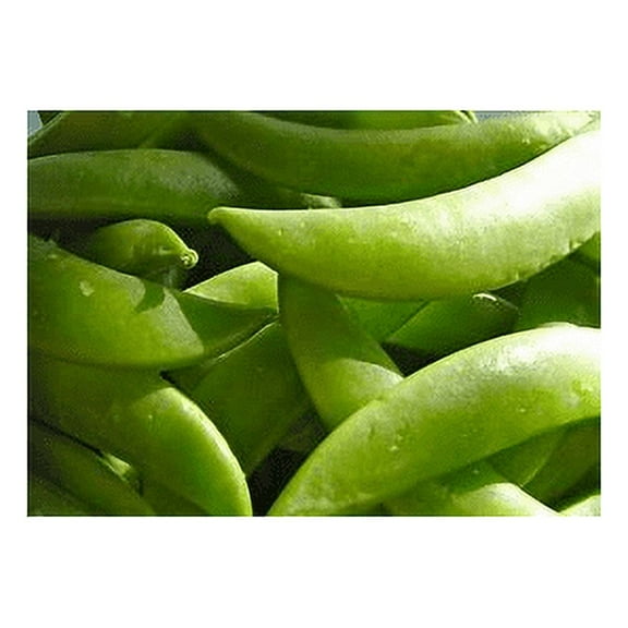 Pea Mammoth Melting Sugar Great Heirloom Vegetable by Seed Kingdom Bulk 1,000 Seeds