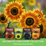 Sunflower Seeds 4 Pack - Autumn Beauty, Chocolate Cherry, Sungold, Lemon Queen - Full Sun Annual Flowers
