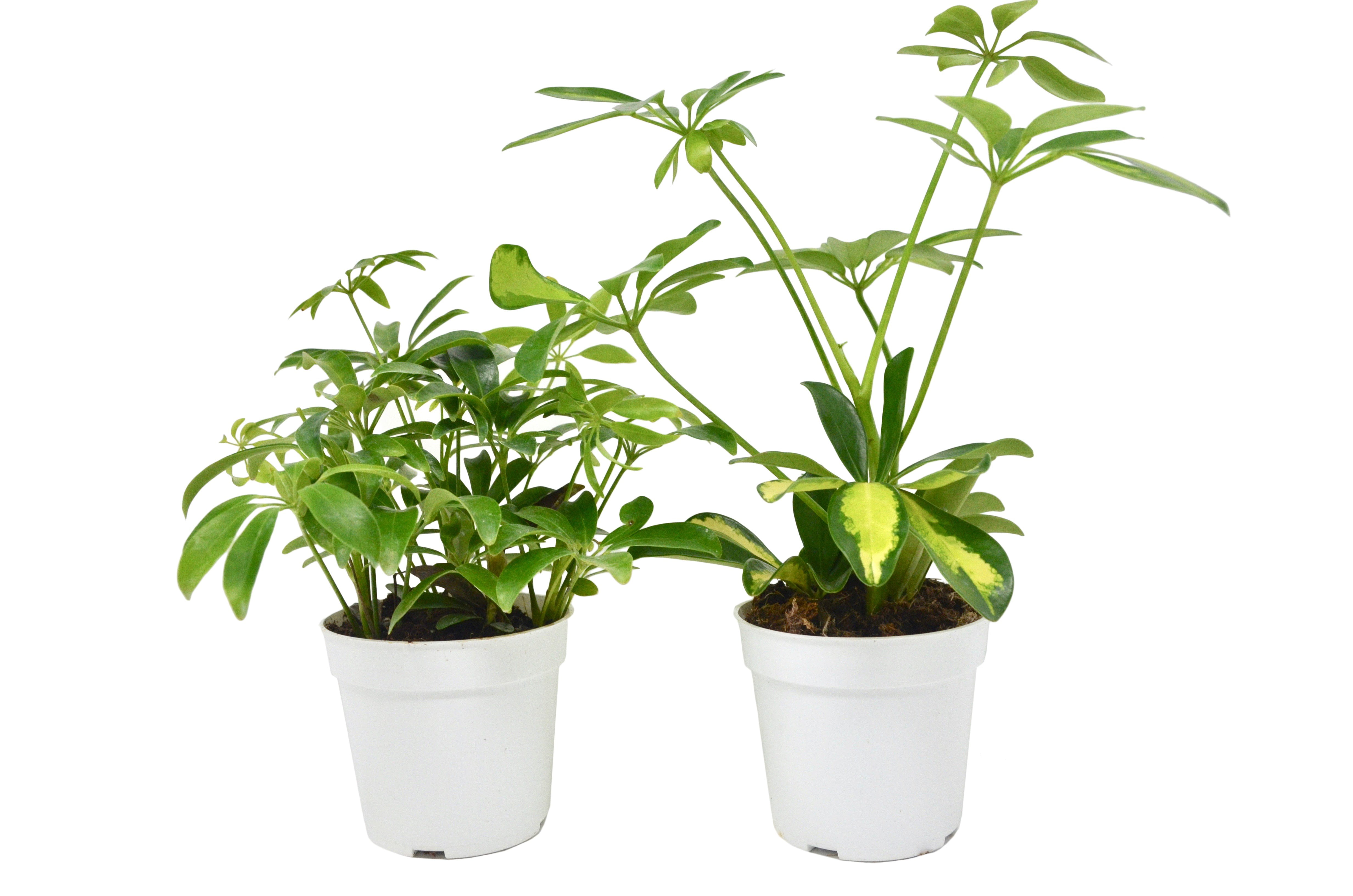 2 Different Schefflera Plants Variety Pack Live House Plant FREE