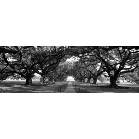 Louisiana, New Orleans, Brick Path Through Alley of Oak Trees Black and White Photography Country Roads Print Wall Art By Panoramic
