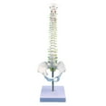 thumbnail image 4 of HILABEE Human Spine Model Spinal Cord Model Detailed with Display Stand Vertebral Column without femur, 4 of 9