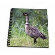 3dRose Nene Hawaiian Goose, bird, Kauai, Hawaii, USA - US12 DFR0128 - David R. Frazier - Mini Notepad, 4 by 4-inch