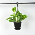 thumbnail image 4 of Live Lemon Lime Prayer Plant - 4" Hanging Pot - Black, 4 of 6