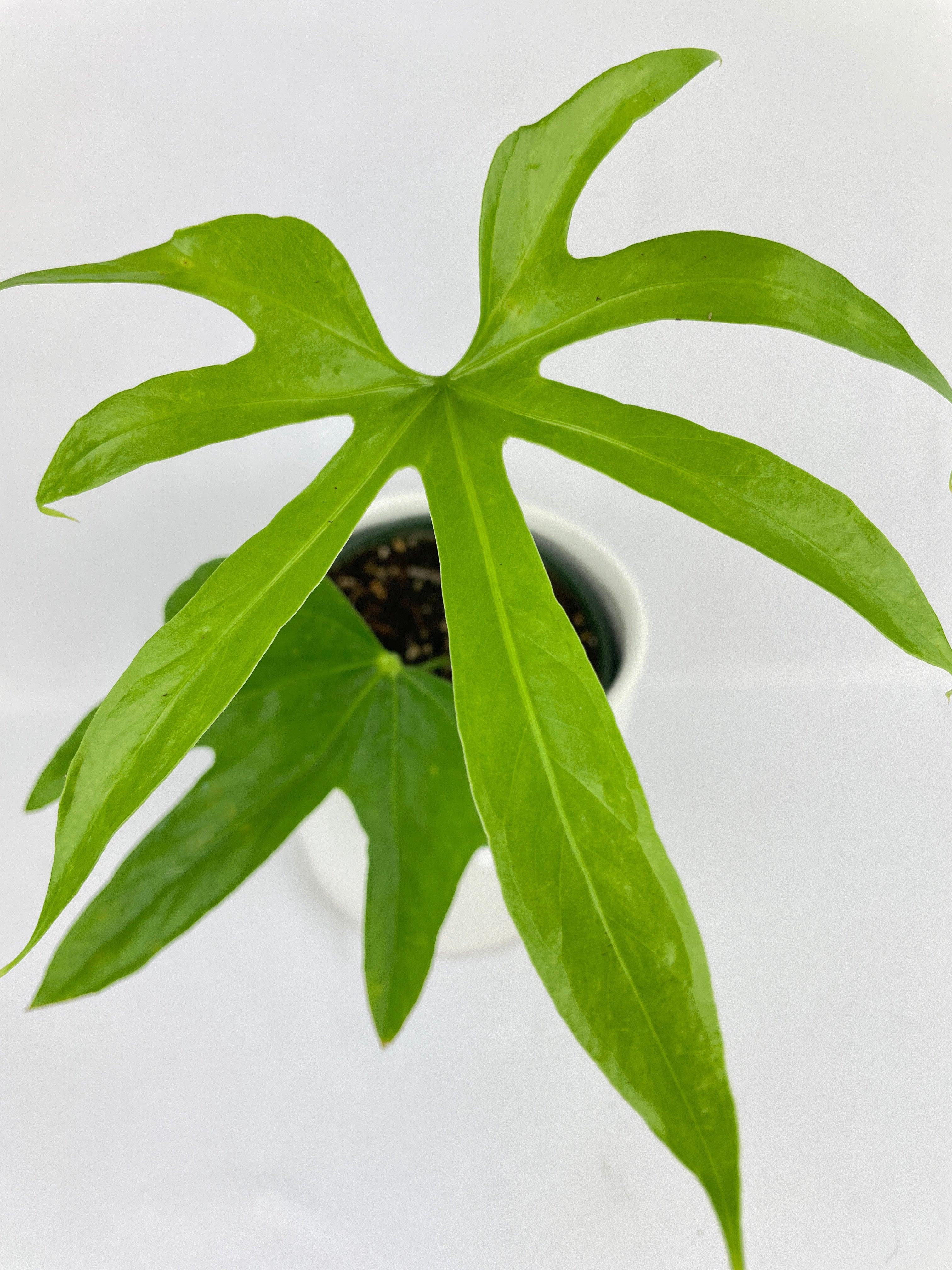 Bumble Plants Anthurium Pedatoradiatum - Full Live Colorful Houseplant in Nursery Pot, Easy Care, Indoor Plant for Beginners