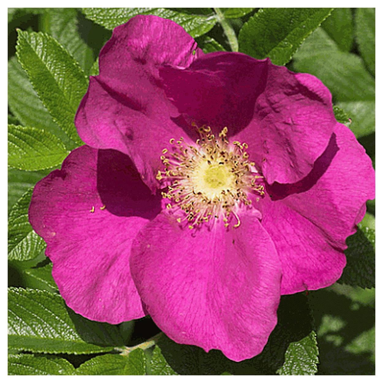 Everwilde Farms - 1/4 lb Prairie Wild Rose Native Wildflower Seeds - Gold Vault Bulk Seed Packet