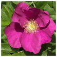 thumbnail image 2 of Everwilde Farms - 1 lb Prairie Wild Rose Native Wildflower Seeds - Gold Vault Bulk Seed Packet, 2 of 2