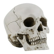 Artificial Human Skull Head Lifelike Resin Full Size Replica Model Skeleton Bone Halloween Decoration For Medicine Teaching