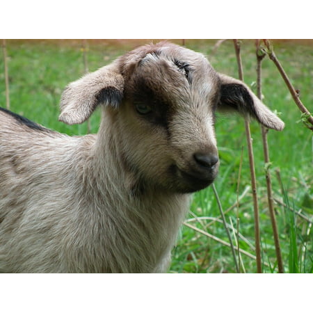 Canvas Print Goat Pasture Grass Cute Happy Lamb Animal Stretched Canvas 10 x