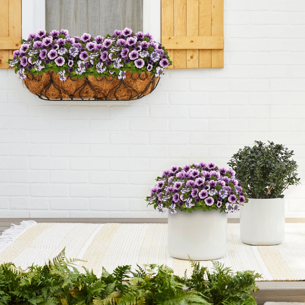 Containers Made Easy 3QT Purple Calibrachoa Petunia Verbena Shocking Purple Live Annual Plant Sun