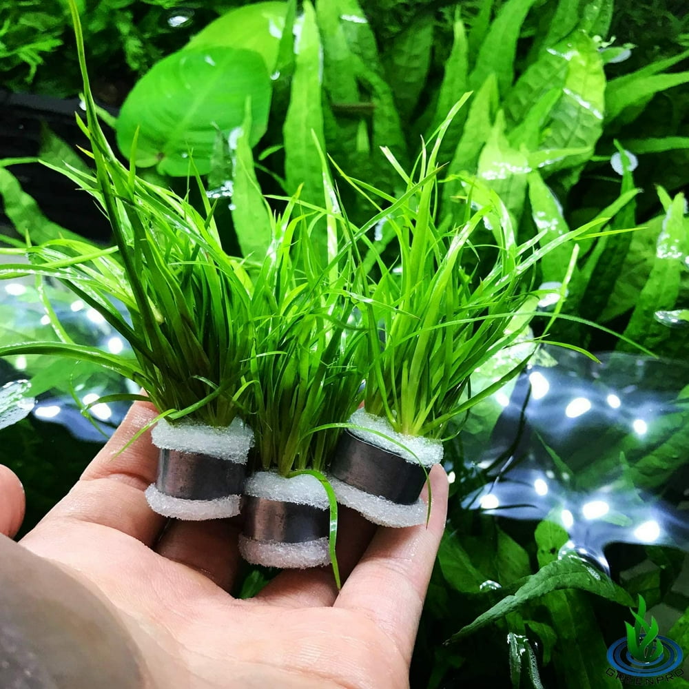 Greenpro Juncus Repens 3Bunch Easy LowLight Stems