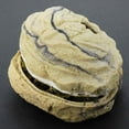 thumbnail image 2 of Powerlong Grotte Cachette pour Crawler Forêt Tropicale Désert Reptile Maison Grande Taille, 2 of 8