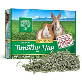 Alfalfa Hay Is Oaten Hay Good For Guinea Pigs Guinea Pig Blue
