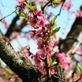 thumbnail image 2 of Brighter Blooms - Frost Proof Peach, 5-6 ft. - No Shipping to AK, AL, AR, AZ, CA, CO, HI, ID, LA, MS, OR, WA, 2 of 4