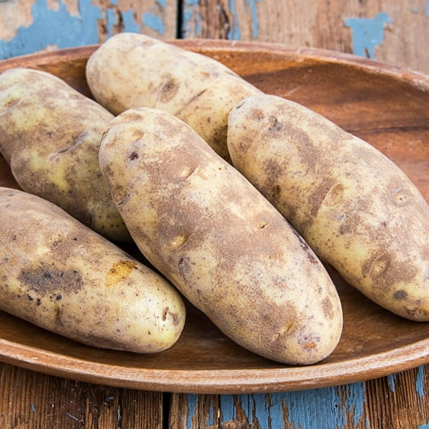 Russett Burbank Seed Potatoes, 2 lb bag
