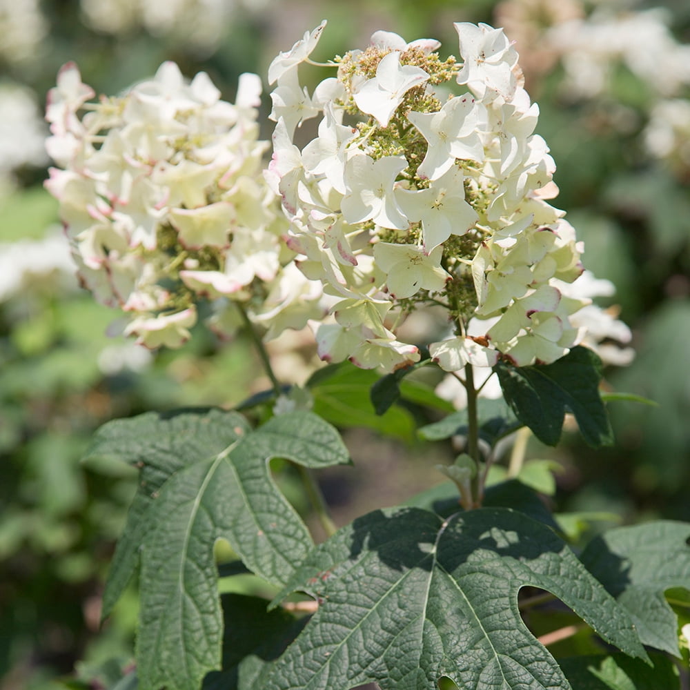 Image of Semmes Beauty Oakleaf Hydrangea image 2