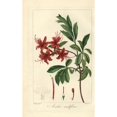 thumbnail image 2 of Pink Azalea, Rhododendron Nudiflorum Poster Print By ® Florilegius Mary Evans (18 X 24), 2 of 4