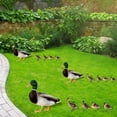 thumbnail image 5 of Estatuas de animales de jardín de adorno de fiesta de juego de patio de acrílico para techo de granero de casa JShteea Libre de BPA, 5 of 5