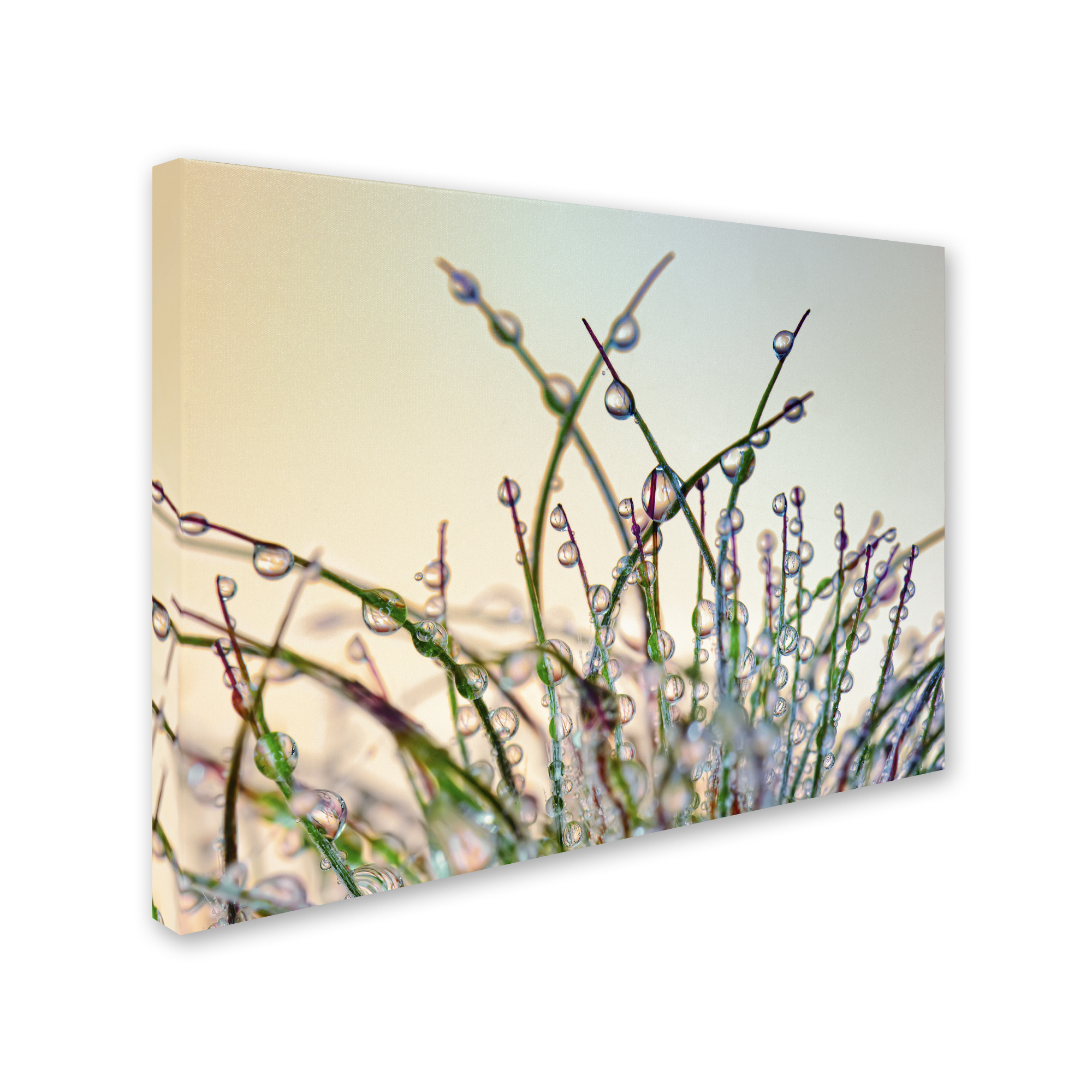 Trademark Fine Art 'Dewy Grass' Canvas Art by Cora Niele