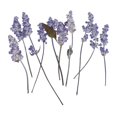 thumbnail image 3 of 20 hojas de flores secas naturales mezclados para artesanías de fundición de resina, 3 of 9