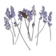 thumbnail image 3 of 20 piezas de flores secas naturales reales para adornos de fundición de resina de bricolaje, 3 of 9