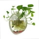 thumbnail image 1 of Xelparuc 1 galón acrílico transparente colgante montado en la pared pecera acuaponia tanque acuario planta peces burbujas Ormromra WHFLD265, 1 of 6