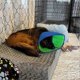 thumbnail image 4 of Yirtree Pet Recovery Collar Adjustable Soft Dog Cone Collar Lightweight Breathable After Surgery Collar Pet Supply, 4 of 5
