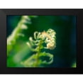 thumbnail image 2 of Plank, Savanah 24x19 Black Modern Framed Museum Art Print Titled - Garden Fern, 2 of 5