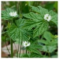 thumbnail image 1 of Everwilde Farms - 1 lb Goldenseal Native Wildflower Seeds - Gold Vault Bulk Seed Packet, 1 of 4