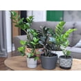 thumbnail image 4 of Gardenera Labs Premium ZZ Plant Expert-Grade Soil - Fast-Draining Formula Ensuring Long-Lasting Plant Vitality - 10 QUARTS, 4 of 4