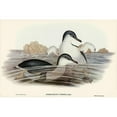 thumbnail image 2 of Gould, John 24x17 Black Modern Framed Museum Art Print Titled - Fairy Penguin-Spheniscus undina, 2 of 4