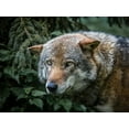 thumbnail image 2 of Ronin 14x12 White Modern Wood Framed Museum Art Print Titled - Lone Wolf, 2 of 4
