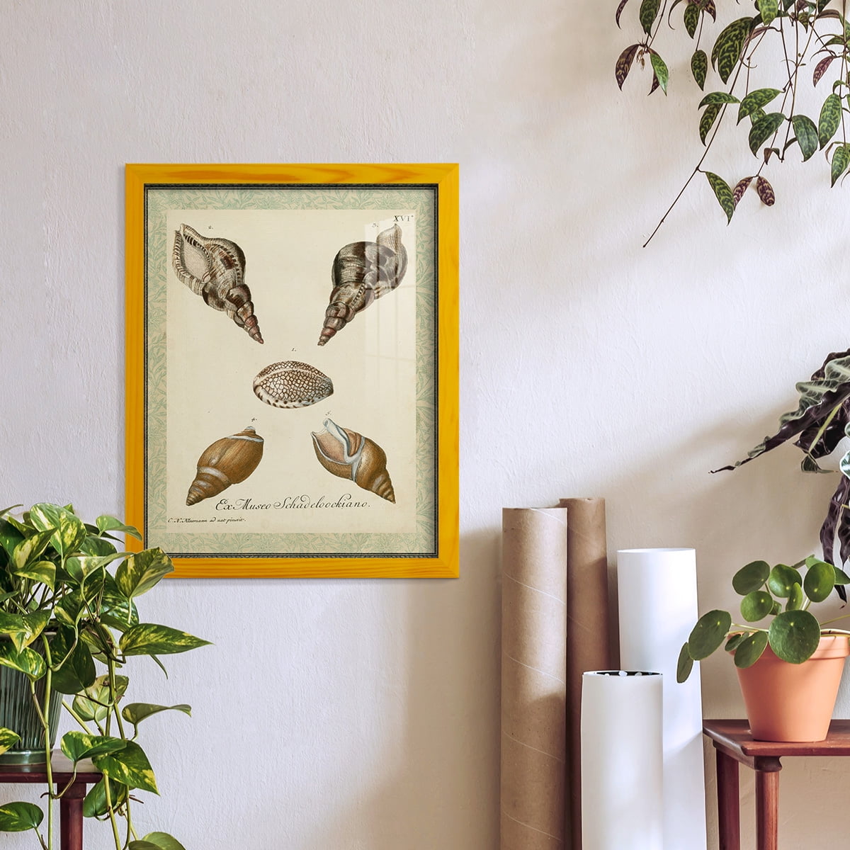 Bookplate Shells VIII - Framed Print w/glass - Sunflower Yellow