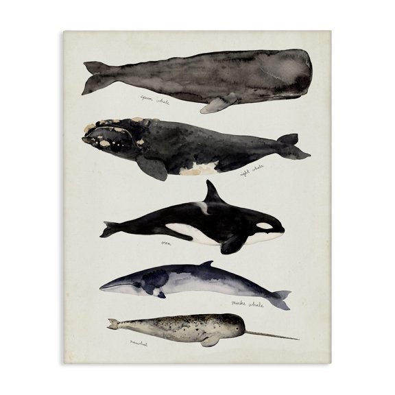 Stupell Industries Traditional Vintage Watercolor Whale Chart Large Aquatic Animals Canvas Art, 16 x 20, by Victoria Barnes