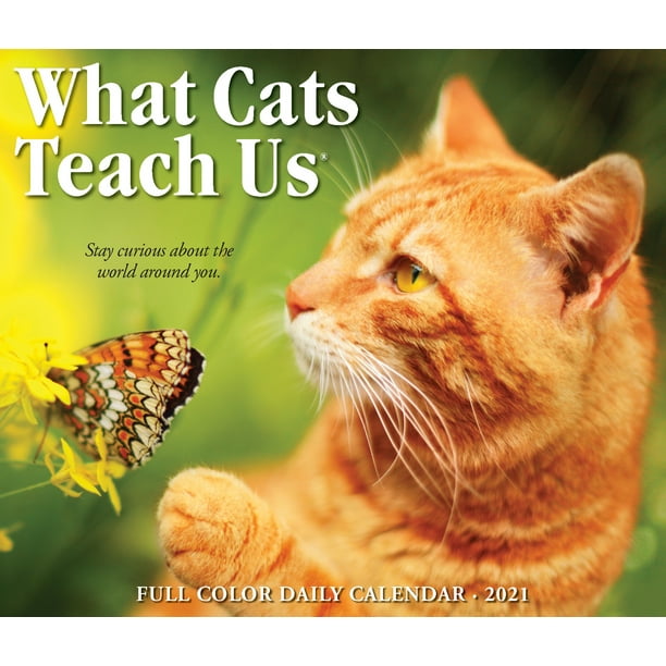 Willow Creek Press 2021 What Cats Teach Us Box Calendar