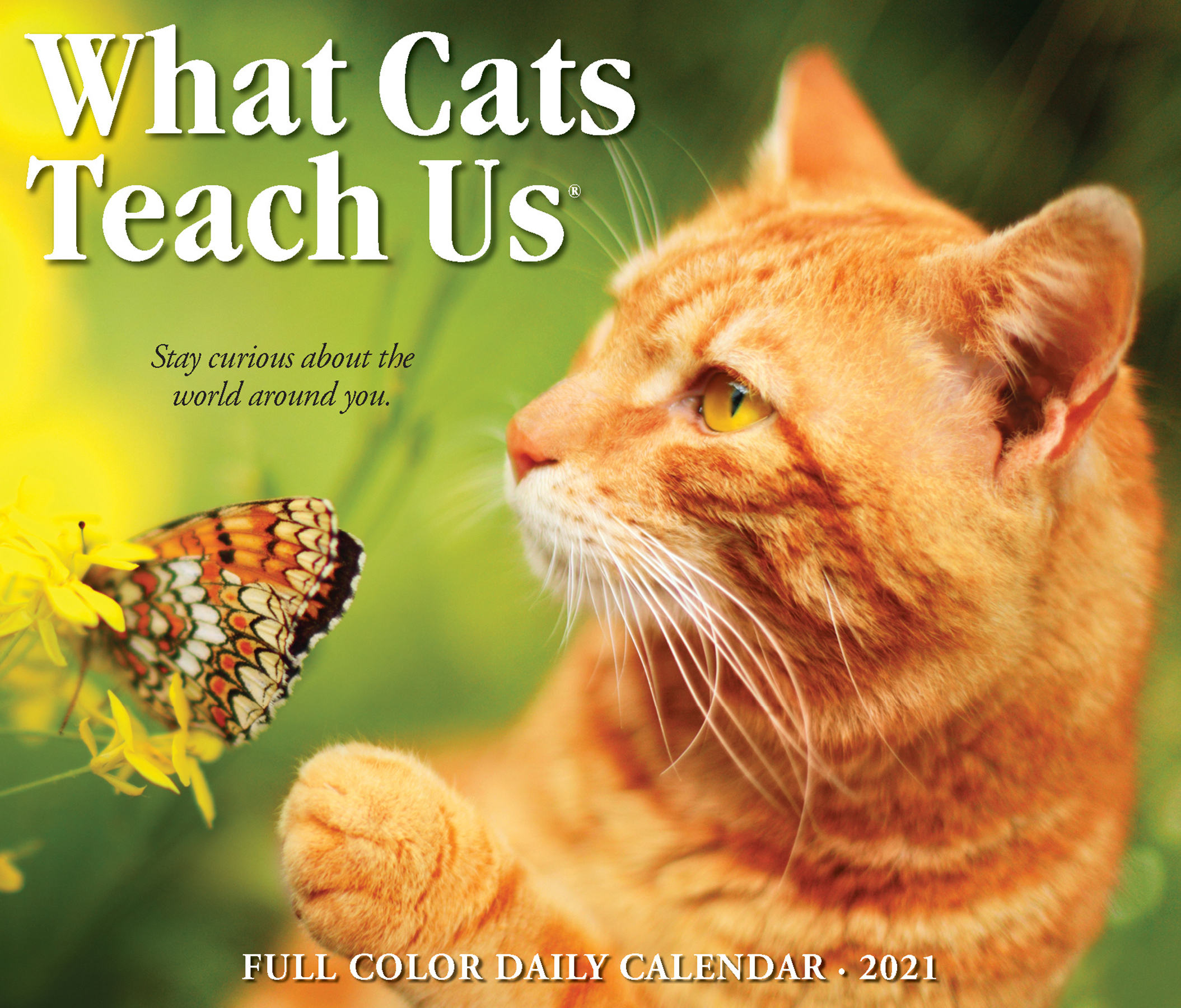 Willow Creek Press 2021 What Cats Teach Us Box Calendar - Walmart.com - Walmart.com