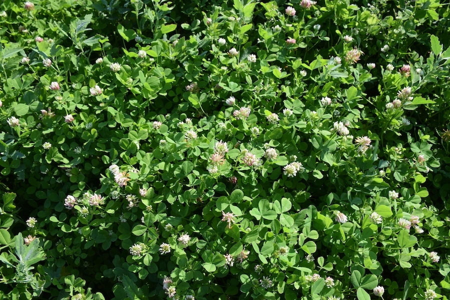 Hale Habitat & Seed Completely Clovers Food Plot Seed Mix, Perennial Year-Round Attractant, 1/2 Acre