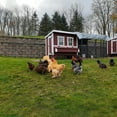 thumbnail image 5 of Classic Large OverEZ Chicken Coop, 5 of 10