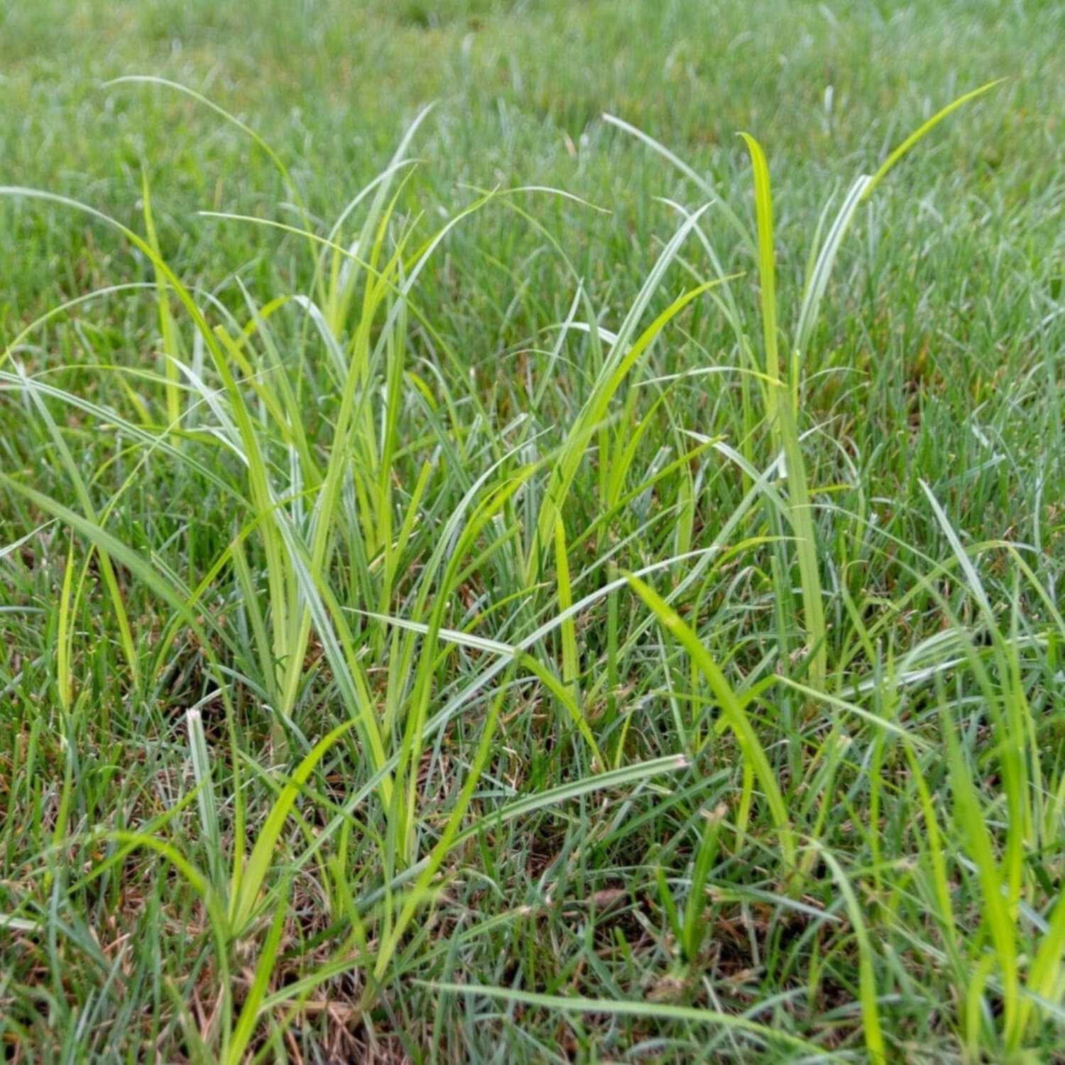 Gowan USA 51496 Sedge Hammer Turf Herbicide Concentrate, 13.5 grams