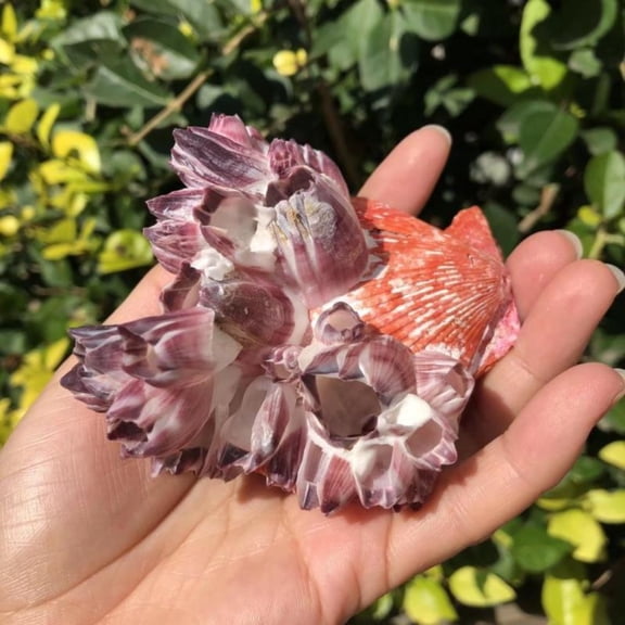 10 to 11cm Purple Sea Lotus Shell Coral Scallop Barnacle Ornament Aquarium Shrimp Shelter Marine Specimen Coastal Decor
