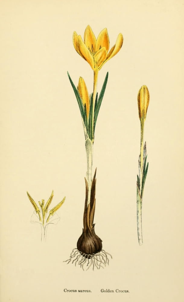 English Botany 1863